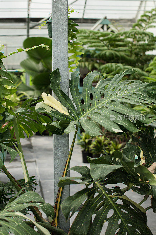 巨大的白色杂色Monstera Deliciosa植物“泰国星座”在明亮的佛罗里达阳光